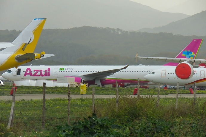 Azul (Rosa) - A339 - TEST F-WTAM